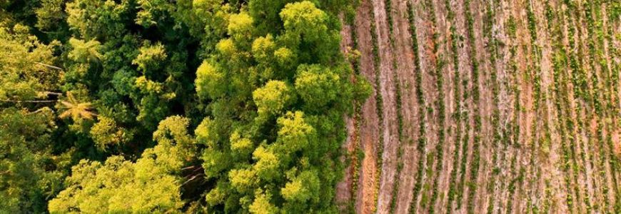 Reglamento europeo EUDR sobre deforestación